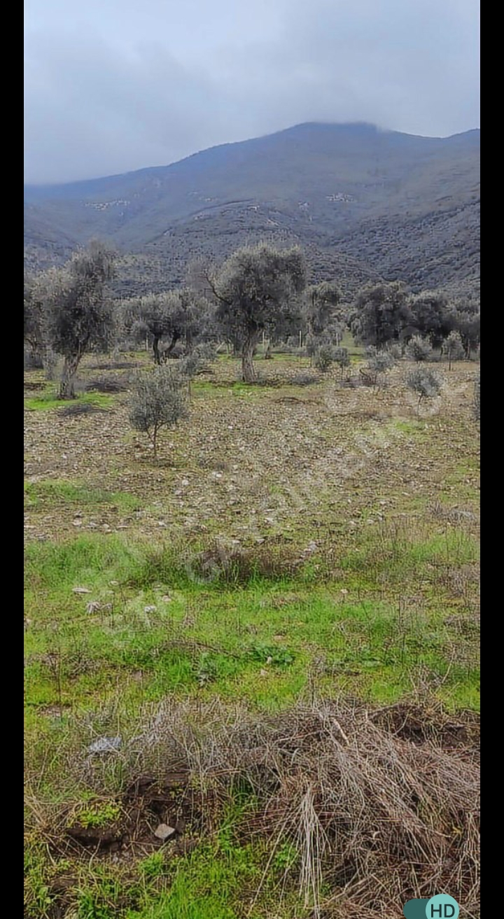 ACİL ACİL TİREDE SATILIK ZEYTİNLİ TARLA ARADIĞIMIZ EVİ BULDUK - İZMİR TİRE fotoğraf 3